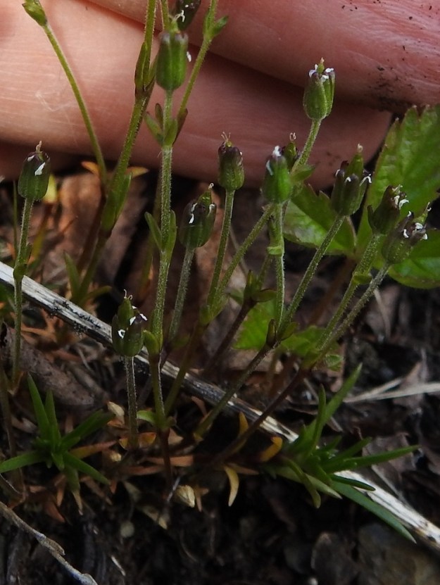 Cherleria biflora - lapinnädän kota on hyvin kapean munanmuotoinen, yleensä noin 4-6 mm pitkä ja noin 1,2-1,5 mm paksu. Se vaalenee kypsänä oljenkeltaiseksi. EnL, Enontekiö, Kilpisjärvi, Saanan lounainen alarinne, ensimmäinen, matala pahtaseinämä tunturikoivikkorinteessä, retkeilykeskuksen leirintäalueen kohdalla, luonnonsuojelualue, 600 m mpy, 5.7.2018. Copyright Hannu Kämäräinen.