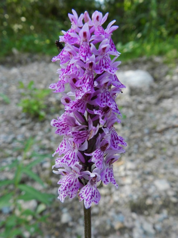 Dactylorhiza fuchsii - kielikämmekkä on valinnut poikkeuksellisen karun kasvupaikan maantienojasta nousevalla, avoimella sorarinteellä, joka ehkä saa vettä ylempää metsästä. Kukkien pohjaväri on vaalea ja kuvioinnit hyvin voimakkaita. Huulen keskiliuska on vahva ja muita paljon pitempi. Yleispiirteiltään kukkatuntomerkit lähenevät jo maariankämmekkää, D. maculata. Kn, Suomussalmi, Eskolanvaara, Raatteentien laita, 10.7.2011. Copyright Hannu Kämäräinen.