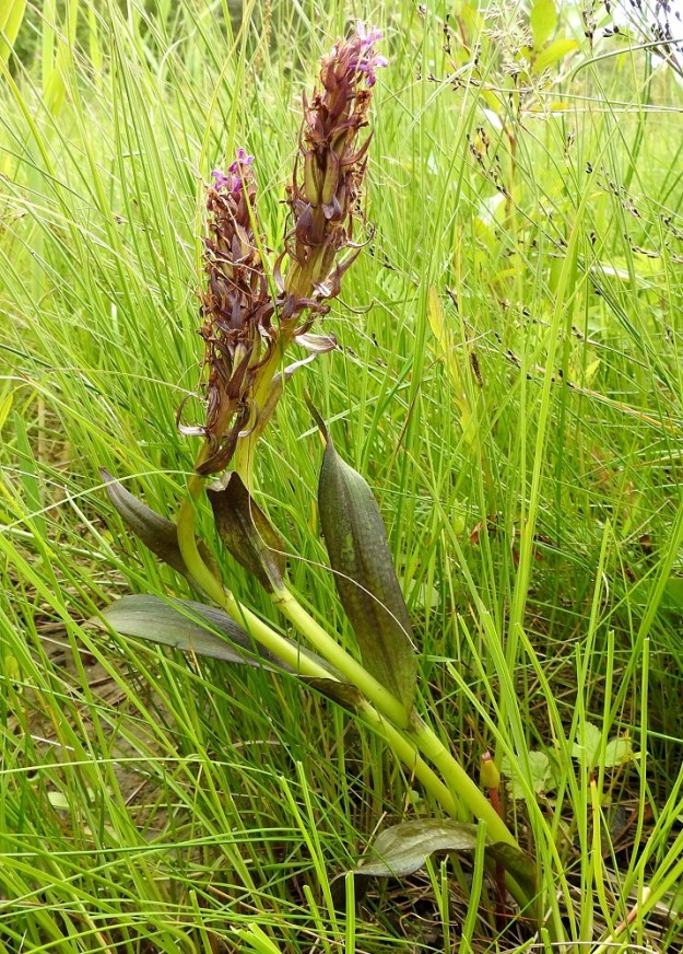Dactylorhiza incarnata subsp. cruenta veripunakämmekkä onnistuu toistuvasti ja lähes koko kukinnan ajan huijaamaan medettömillä kannuksillaan pölytyspalvelut pistiäisiltä. Niinpä kukintotähkiin kehittyy runsaasti kotahedelmiä. Lehdet ovat erityisesti pohjoisempana usein kokonaan tai lähes kokonaan ruskean tai punaruskean värin peittämiä. OP, Oulu, Haukipudas, Martinniemi, Kilpukkaperä, Villenniemen pohjoispuolinen merenrantaniitty, 9.7.2019. Copyright Hannu Kämäräinen.