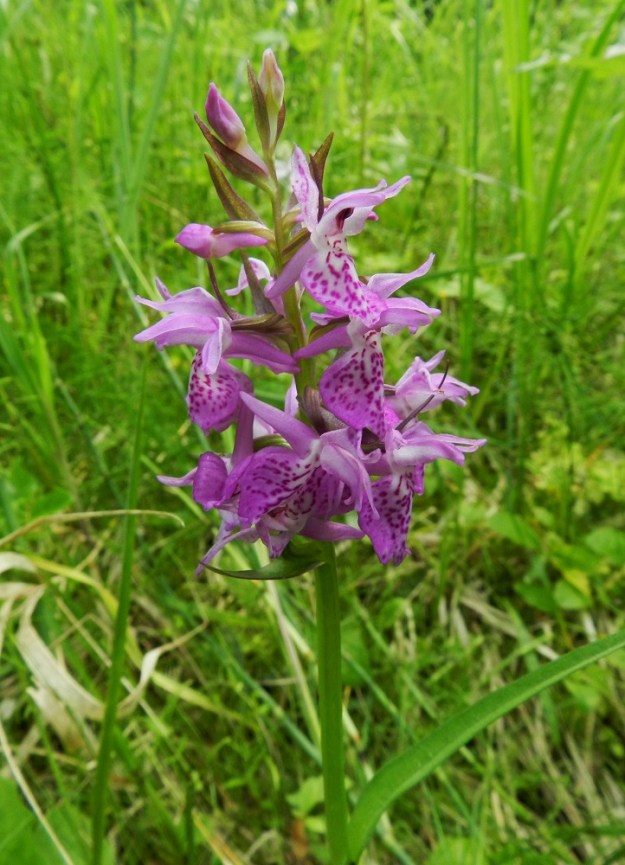 Dactylorhiza incarnata subsp. incarnata - suopunakämmekän moninaisuutta: Lajille epätyypillisen suuret kukat ovat harvahkona tähkänä. Huuli on laaja, leveä ja matalasti kolmiliuskainen sekä laidoiltaan voimakkaasti alaskääntynyt. Mukana saattaa hyvinkin olla uutta perimää leton muilta liuskakämmeköiltä, maariankämmekältä, D. maculata tai kaitakämmekältä, D. trausteineri. EH, Ruovesi, Siikakangas, Röykkeenneva, pieni lähteikköletto, 1.7.2011. Copyright Hannu Kämäräinen.