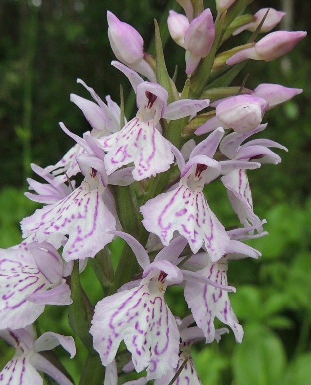 Dactylorhiza maculata - maariankämmekän kukkien tukilehdet ovat lähinnä suikeat, pitkäsuippuiset ja noin 10-15 mm pitkät sekä kukkiaan lyhyemmät. Kuvasta on nähtävissä hetiön ja emiön rakenne. Emin ja kannusaukon yläpuolelle nousevan ponnen siitepöly on kahtena rinnakkaisena myhkynä. Kannukseen johtavan nielun suulla, ponnen tyvellä on keulaksi muuntunut kolmas luotti. Kaksi toimivaa luottia ovat kannusaukon reunoilla. Kuvan alimmassa kukassa oikeanpuoleiseen luottiin on takertunut jo hyönteisten kuljettama siitepölymyhky. Kn, Vaala, Neittävä, Kiiskeroisentien varressa olevan Likainen-lammen rantaneva, 11.7.2015. Copyright Hannu Kämäräinen.