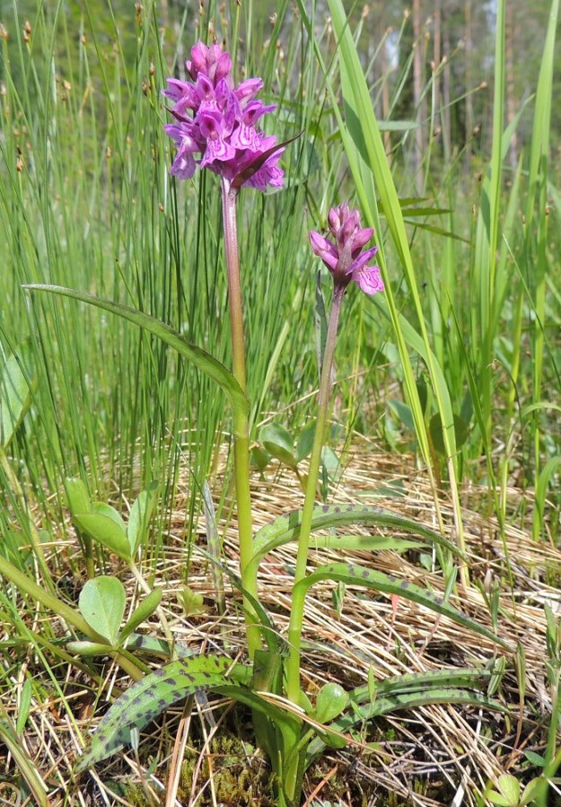 Dactylorhiza traunsteineri - kaitakämmekän kapealehtinen perustyyppi on tavallisesti noin 20-40 cm korkea. Varsi on lähes täyteinen. Varsilehtiä on yleensä kolmesta neljään ja ne ovat hyvin kapeita. Ylin varsilehti ei useimmiten yllä kukinnon tasalle. Kukkien alimmat tukilehdet voivat toisinaan olla kukkiaan pitempiä. Ks, Kuusamo, Juuma, Jyrävänjärven pohjoispään itäpuoli, pieni, avoin lettosuo Oulangan kansallispuiston rajalla, 13.7.2015. Copyright Hannu Kämäräinen.