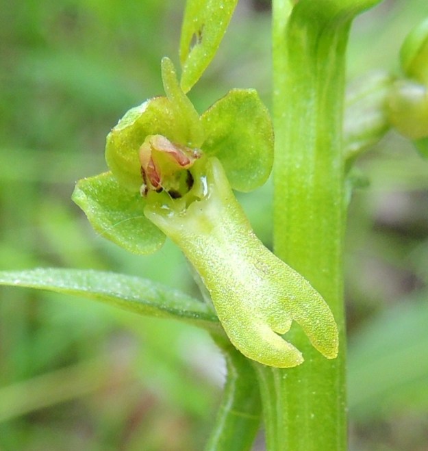 Dactylorhiza viridis (Coeloglossum viride) - pussikämmekän kuudes kehälehti muodostaa keltaisen tai kellanvihreän huulen, joka on yleensä noin 6-8 mm pitkä, lähes tasasoukka ja noin 2,5-3,5 mm leveä. Se on päästään lyhyehkösti kolmiliuskainen. Keskimmäinen liuska on muita lyhyempi. Ks, Kuusamo, Liikasenvaara, kylän läpi vievän soratien laide, 14.7.2015. Copyright Hannu Kämäräinen.