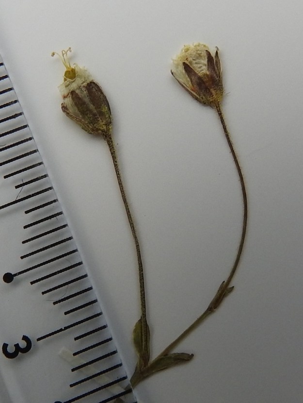 Dichodon cerastoides (Cerastium cerastoides) - lumihärkin kypsä kota on lähinnä sukkulamainen ja noin 7-10 mm pitkä sekä noin 3,5 mm paksu. Se on noin kaksi kertaa verhiön pituinen. Kuvan kota on vasta kehittymässä. Kuvassa näkyy myös kukkaperien toispuolinen karvoitus ja verholehtien tyvipuolen nystykarvoitus. EnL, Enontekiö, luoteiset takatunturit, Urtasvaaran (Urttašvarrin) ja Loassonibban välisen Lossujärven koillispää, autiotuvan viereinen tunturiniitty, 805 m mpy, 7.7.2001. Kuva näytteestä. Copyright Hannu Kämäräinen.