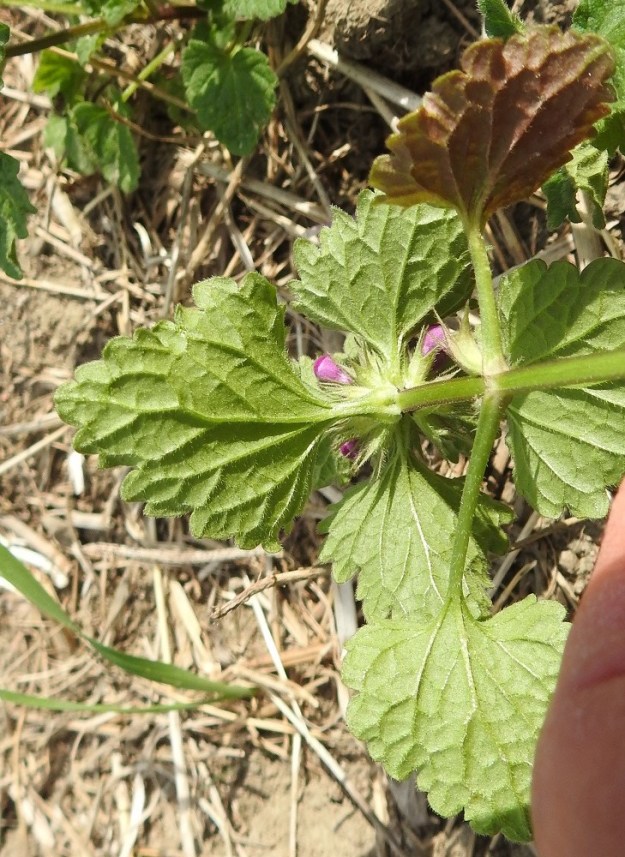 Lamium confertum - välipeipin kukinnon ylimmät tukilehdet ovat lyhytruotiset ja yleensä kiilatyviset. Niiden ruoti on useimmiten noin 3-5 mm pitkä. Kaikkien lehtien lapa on pääsuoniltaan lähes sulkasuoninen ja muuten verkkosuoninen. Alapinnalla suonet ovat koholla. 11.7.2023. Copyright Hannu Kämäräinen.
