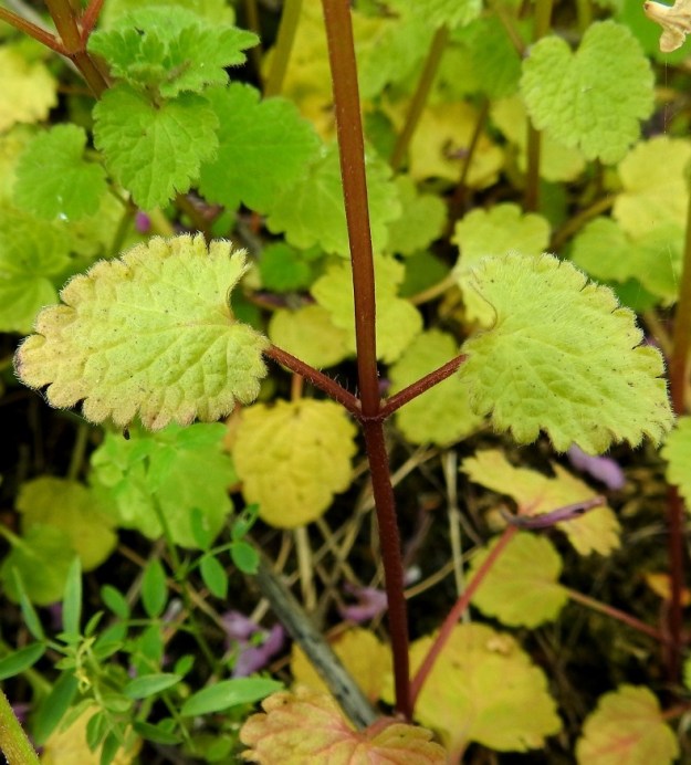 Lamium hybridum - liuskapeipin alemmat varsilehdet ovat puikeat tai pyöreähköt ja herttatyviset. Lehtilaidan hampaat ovat pitkähköt ja usein pyöreä- tai typäkkäpäiset. Kukinnon alapuolisten lehtien ruoti on yleensä noin 2-5 cm pitkä ja karvainen tai kaljuhko. V, Turku, Kurala, Kuralankadun ja Jaanintien kulmauksessa oleva joutomaa-alue, 23.8.2021. Copyright Hannu Kämäräinen.