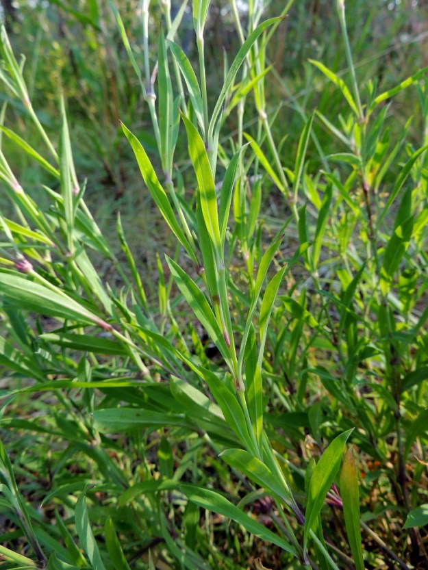 Silene vulgaris subsp. vulgaris var. litoralis - suomenlahdennurmikohokki poikkeaa ahonurmikohokista, var. vulgaris, myös lehtiensä puolesta, jotka ovat kapeanpuikeita, suikeita tai lähes tasasoukkia. Ahonurmikohokin lehdet ovat leveämuotoisempia. Varsissa on vastakkaisia lehtipareja yleensä kuudesta yhdeksään. 8.7.2013. Copyright Hannu Kämäräinen.