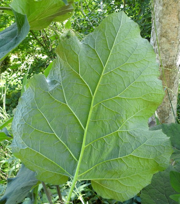 Arctium nemorosum - lehtotakiaisen lehtien laita on poimuinen, usein hyvin iso- ja leveähampainen tai aaltoreunainen. Hampaiden kärjessä on lyhyt ota. Alapinta on korkosuoninen, harmaanvihreä tai lähes harmaa ja ohuesti huopakarvainen. 13.7.2022. Copyright Hannu Kämäräinen.