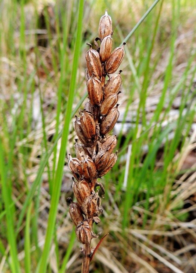 Dactylorhiza fuchsii - kielikämmekkä huijaa pistiäisiä ja muita hyönteisiä medettömillä kannuksillaan ja onnistuu tässä ilmeisen hyvin. Siitä osoituksena ovat siemenensä luovuttaneet, kuivuneet, edellisvuotiset kodat, joita on kehittynyt koko kukintotähkän mitalta. Kota on pitkulainen ja vahvasuoninen sekä tavallisesti noin 10-15 mm pitkä ja noin 5-6 mm paksu. Se avautuu suonien vierestä. A, Lemland, Järsö, eteläosa, Hästskärsvägenin varsi, hakkuuaukean reuna, 13.6.2014. Copyright Hannu Kämäräinen.