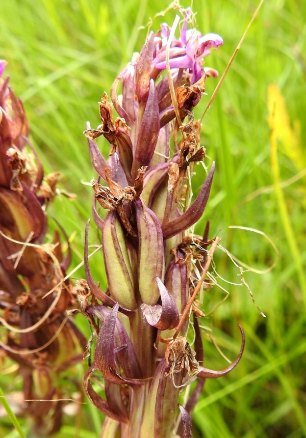 Dactylorhiza incarnata subsp. cruenta - veripunakämmekän kota on pysty, pitkulainen ja vahvasuoninen sekä noin 13-16 mm pitkä ja noin 5-6 mm paksu. Se avautuu suonien vierestä. OP, Oulu, Haukipudas, Martinniemi, Kilpukkaperä, Villenniemen pohjoispuolinen merenrantaniitty, 9.7.2019. Copyright Hannu Kämäräinen.