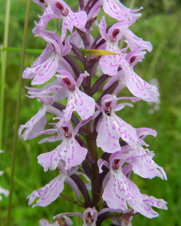 Dactylorhiza maculata - maariankämmekän sikiäin on perätön, kierteinen ja vahvasuoninen sekä kalju ja noin 9-12 mm pitkä. Kukan huulessa oleva kannus on noin 6-8 mm pitkä, kapeahko ja sikiäintä lyhyempi. EH, Hämeenlinna, Miemala, Helsingintien (tie 130) laitaoja, 17.7.2012. Copyright Hannu Kämäräinen.