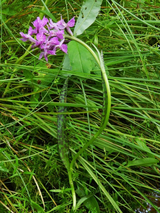 Dactylorhiza traunsteineri - kaitakämmekän perustyypin kukintotähkä on lyhyt, yleensä noin 3-4 cm pitkä ja vain vähän pituuttaan kapeampi sekä yleensä harva- ja vähäkukkainen. Kukkia on tavallisesti alle kymmenestä noin viiteentoista. Huulen kannus on useimmiten sikiäimen mittainen. Kuvan yksilön huuli on hyvin samanlainen kuin veripunakämmekällä, D. incarnata subsp. cruenta. Letolla kasvoikin suopunakämmekkää, subsp. incarnata. Niinpä mahdollista on, että vanhojen geenipohjien päälle on tullut uuttakin geenivirtaa punakämmekältä. EH, Ruovesi, Siikakangas, Röykkeenneva, pieni lähteikköletto, 1.7.2011. Copyright Hannu Kämäräinen.