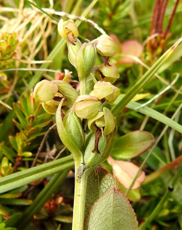 Dactylorhiza viridis (Coeloglossum viride) - pussikämmekän pölytystulos voi vaihdella suurestikin. Kuvan kukintotähkässä näyttäisivät lähes kaikki kukat kehittyvän kotahedelmiksi. Varsinkin alempien kukkien sikiäimet ovat paisuneet jo kodan mittoihin. EnL, Enontekiö, Kilpisjärvi, Saanajärven luoteispäässä oleva harjannealue, järveen laskeva, jyrkähkö paljakkarinne, n. 700 m mpy, 18.7.2023. Copyright Hannu Kämäräinen.