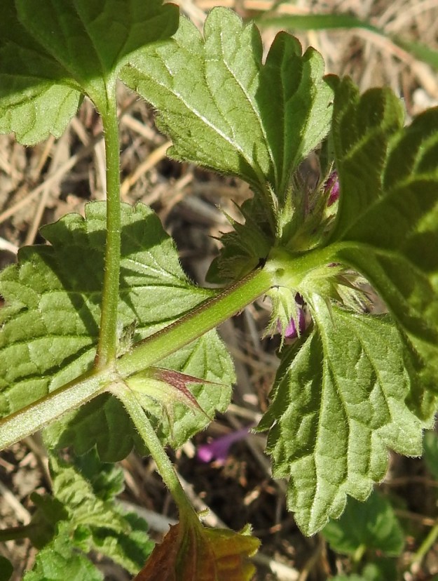 Lamium confertum - välipeipin varsi on nelisärmäinen ja särmiä myöten lyhytkarvainen tai kaljuhko. Lehtiruodit ovat enemmän tai vähemmän karvaiset. Alimmat kukat ovat usein pitkäruotisten varsilehtien hangoissa. 11.7.2023. Copyright Hannu Kämäräinen.