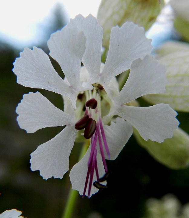 Silene vulgaris subsp. vulgaris var. vulgaris - ahonurmikohokin terälehtien sivulle taittuva kärkiosa on yleensä noin 5-8 mm pitkä ja sen liuskat ovat noin 3-5 mm leveät. Kärkiosa on syvään ja leveästi kaksijakoinen. Suomenlahdennurmikohokilla, var. litoralis, terälehden kärki on yleensä ahtaasti kaksihalkoinen. Molemmilla muunnoksilla terälehtien kärjet ovat epäsäännöllisesti hammas-, nirha- tai nyhälaitaiset. PK, Lieksa, Koli, alaparkkipaikan laitaruohikko, 10.7.2011. Copyright Hannu Kämäräinen.