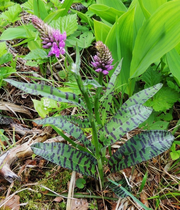 Dactylorhiza fuchsii - kielikämmekän varren alaosan lehdet ovat tavallisesti aika isokokoisia, tupellisia ja siirottavia. Alimmat ovat usein muodoltaan leveähköjä, kielimäisiä ja pyöreäpäisiä. Niiden yläpuoliset lehdet ovat suikeita tai kapeansoikeita ja yleensä pitkäsuippuisen teräväkärkisiä. Alimmilla ja niiden yläpuolisilla lehdillä on pituutta tavallisimmin noin 6-15 cm ja leveyttä leveimmältä kohtaa noin 1-3,5 cm. Kuvassa olevalla oikeanpuoleisella alalehdellä on leveyttä peräti 5 cm. Lehtien täplät ovat tavallisesti huomattavasti pituuttaan leveämpiä. A, Lemland, Järsö, eteläosa, Hästskärsvägenin varsi, hakkuuaukean reuna, 13.6.2014. Copyright Hannu Kämäräinen.