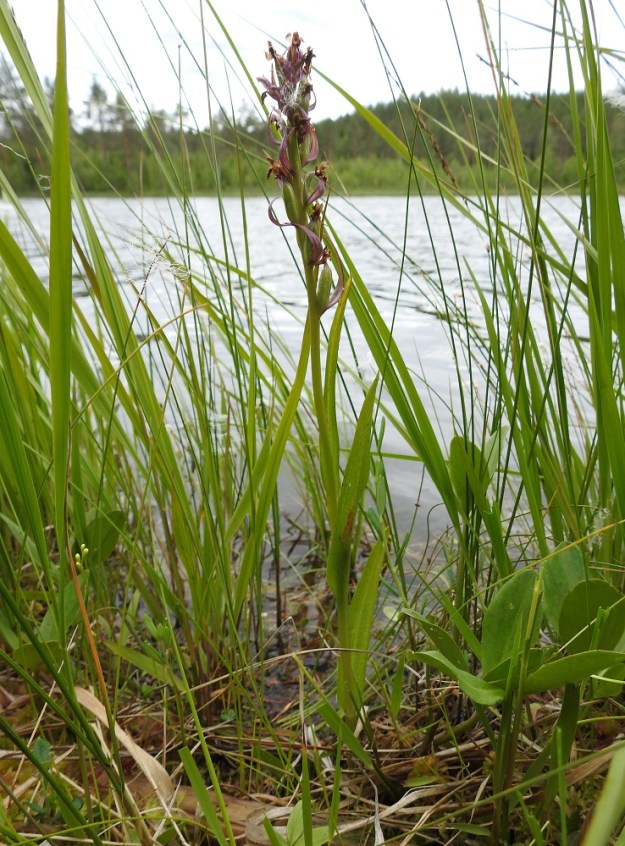 Dactylorhiza incarnata subsp. incarnata - suopunakämmekkä näyttää pärjäävän lähes vesikasvinakin. Yleensä samalla asialla voi huijata vain kerran tai pari, mutta suopunakämmekkä näköjään kykenee huijaamaan medettömillä kukillaan kaiken aikaa, sillä kukat kehittyvät lähes säännönmukaisesti siemenkodiksi. 12.7.2019 PS, Joroinen, Ryyhtölä, Saarikko-lampi, luonnonsuojelualue, 12.7.2019. Copyright Hannu Kämäräinen.