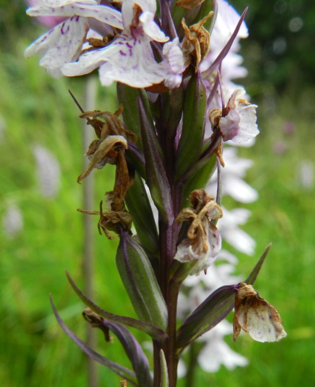 Dactylorhiza maculata - maariankämmekän kota on pysty, pitkulainen ja vahvasuoninen sekä tavallisesti noin 13-16 mm pitkä ja noin 5-6 mm paksu. Se avautuu suonien vierestä. EH, Hämeenlinna, Miemala, Helsingintien (tie 130) laitaoja, 17.7.2012. Copyright Hannu Kämäräinen.