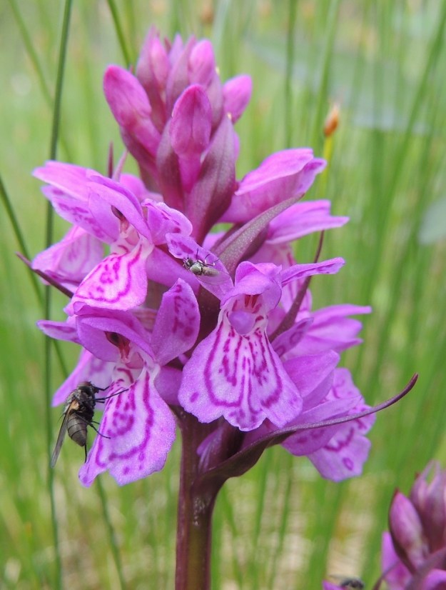 Dactylorhiza traunsteineri - kaitakämmekän perustyypin kukan huuli on noin pituutensa levyinen ja pohjaltaan tasavärinen. Huulen kärki on matalaan kolmiliuskainen ja keskiliuska voi olla muita pitempi. Laidat eivät useinkaan ole, ainakaan selvästi, alaskääntyneet. Kukat näyttävät kiinnostavan kärpäsiä, vaikka niistä ei olekaan mitään hyötyä pölytyksen kannalta. Ks, Kuusamo, Juuma, Jyrävänjärven pohjoispään itäpuoli, pieni, avoin lettosuo Oulangan kansallispuiston rajalla, 13.7.2015. Copyright Hannu Kämäräinen.