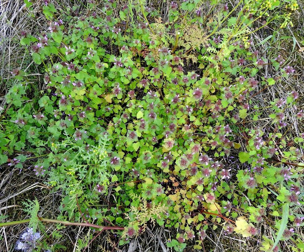 Lamium hybridum - liuskapeippi on yksivuotinen rikkakasvi, joka itsepölytyksellä täydentää ja takaa runsaan siemensadon. Avoimella kasvupaikalla ympäriinsä varisevat hedelmälohkot synnyttävät tiheitäkin kasvustoja. V, Turku, Kurala, Kuralankadun ja Jaanintien kulmauksessa oleva joutomaa-alue, 23.8.2021. Copyright Hannu Kämäräinen.