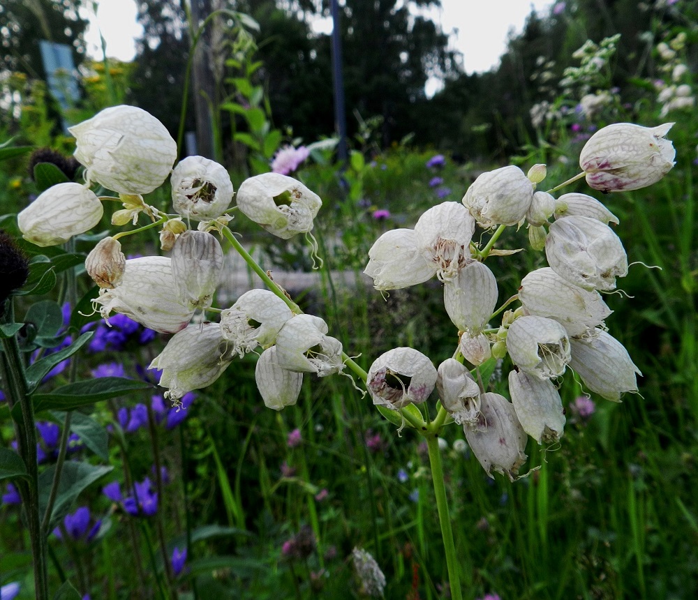 Silene vulgaris subsp. vulgaris var. vulgaris - ahonurmikohokki kiinnittää huomiota väljillä ja teriöön nähden ylisuurilla verhiöillään. Mittakaava jatkuu loppuun asti. Kehittyvät ja kypsätkin kodat jäävät kokonaan piiloon verhiön sisälle. PK, Lieksa, Koli, alaparkkipaikan laitaruohikko, 10.7.2011. Copyright Hannu Kämäräinen.