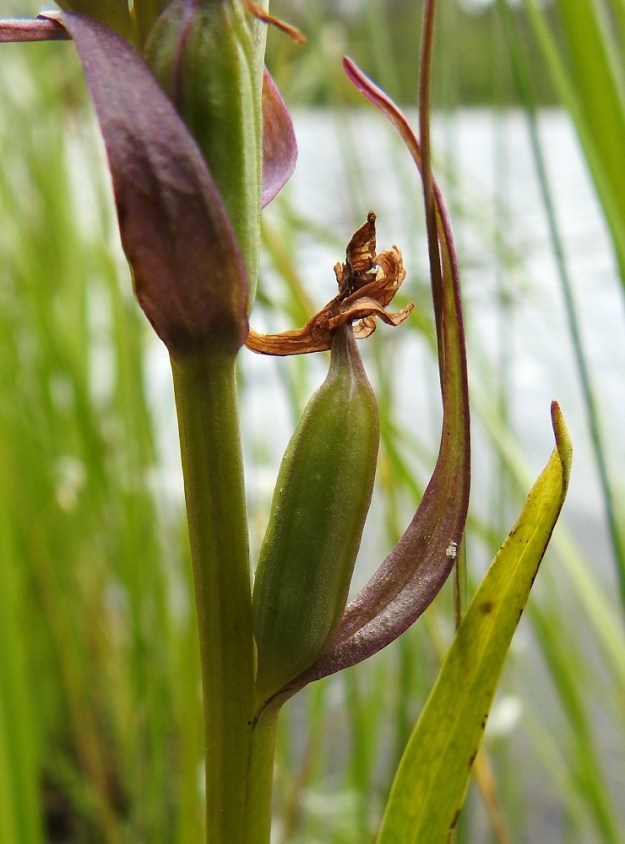 Dactylorhiza incarnata subsp. incarnata - suopunakämmekän kota on pysty, pitkulainen, vahvasuoninen ja kalju. Se on noin 13-16 mm pitkä ja noin 5-6 mm paksu sekä avautuu suonien vierestä. Siementuotanto on runsasta ja lähes pölymäisen pienet siemenet leviävät tuulen mukana. Kämmeköiden siemenissä ei ole ollenkaan vararavintoa. Uuden kasviyksilön edellytys on, että se pääsee yhteyteen sopivan sienikumppanin kanssa ja saa kasvuunsa tarvittavan ravinnon sienijuuren kautta. 12.7.2019 PS, Joroinen, Ryyhtölä, Saarikko-lampi, luonnonsuojelualue, 12.7.2019. Copyright Hannu Kämäräinen.