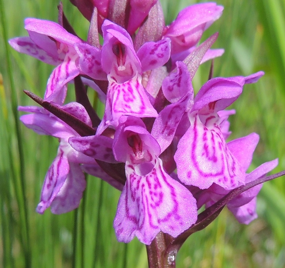Dactylorhiza traunsteineri - kaitakämmekän, kuten muidenkin liuskakämmeköiden hetiö ja emiö ovat yhdistyneet siitintukuksi, jossa on yksi hede ja kaksi toimivaa luottia. Kuvassa näkyy hyvin, kuinka emin yläpuolelle nousevan ponnen siitepöly on kahtena myhkynä. Kannusaukon ylälaidassa on kaksi liuskamaista luottia. Niiden välissä on vaalea keula, joka on erottavaksi ulokkeeksi kehittynyt kolmas luotti. Olematonta mettä kannuksesta kurkottelevien pistiäisten pää painuu keulaa vasten ja laukaisee siitepölymyhkyt, joiden tarttumakannat liimaavat ne päähän. Samalla päässä jo mahdollisesti olevat, muista kukista peräisin olevat myhkyt osuvat keulan kahta puolen oleviin luotteihin. Ks, Kuusamo, Juuma, Jyrävänjärven pohjoispään itäpuoli, pieni, avoin lettosuo Oulangan kansallispuiston rajalla, 13.7.2015. Copyright Hannu Kämäräinen.