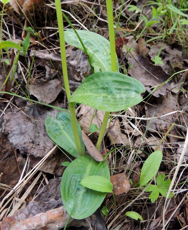 Dactylorhiza viridis (Coeloglossum viride) - pussikämmekällä on tavallisesti 3-5 varsilehteä, jotka ovat noin 2-8 cm pitkiä ja leveimmältä kohtaa noin 0,5-3 cm leveitä. Ks, Kuusamo, Liikasenvaara, kylän läpi vievän soratien laide, 14.7.2015. Copyright Hannu Kämäräinen.