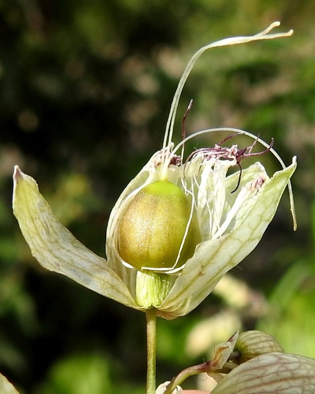 Silene vulgaris subsp. vulgaris var. vulgaris - ahonurmikohokin kota on lähes pallomainen, tavallisesti noin 8-9 mm pitkä ja 6-7 mm paksu. Kota avautuu viisi- tai kymmenhampaisesti. Kuvassa kota on saatu esille rikkomalla sitä peittävä verhiö. U, Helsinki, Laajasalo, Tahvonlahti-merenlahden rantametsikön laide Mellinintien varressa, 25.7.2023. Copyright Hannu Kämäräinen.