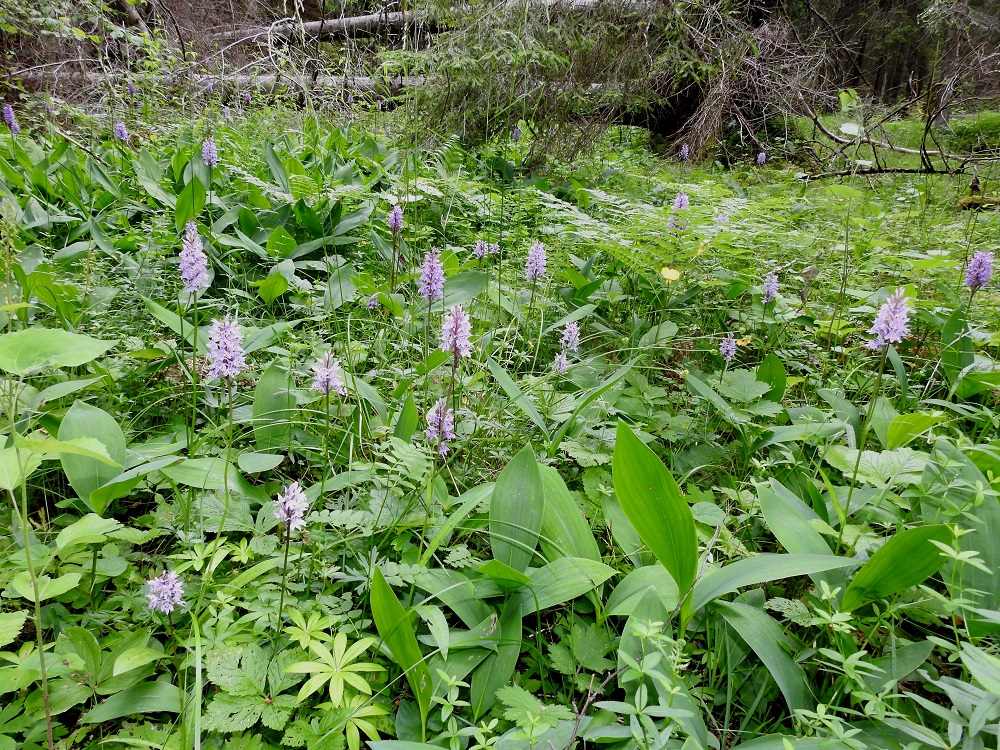 Dactylorhiza fuchsii - kielikämmekän kasvupaikkoina ovat erityisesti letot, lähteiköt, lehto- ja rinnemetsät sekä ravinteiset ja kuivatkin niityt. Kuvassa oleva runsas kasvupaikka on varjoisan lehtometsän pienessä aukossa, jossa seuralaisina ovat mm. (kello)kielo, Convallaria majalis ja tuoksumatara, Galium odoratum. A, Hammarland, Strömma, Hältdalsbergetin laajan kallioalueen itäpuolen lehtometsä, 9.7.2017. Copyright Hannu Kämäräinen.