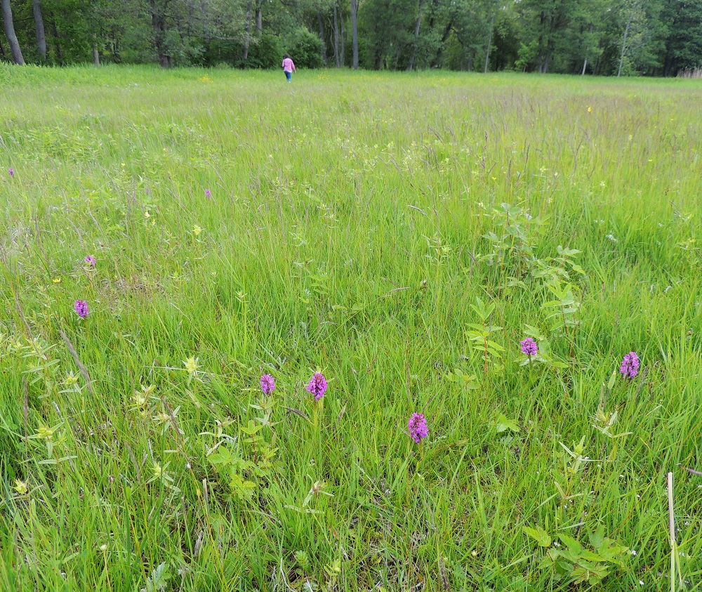 Dactylorhiza incarnata subsp. cruenta - veripunakämmekän kasvupaikkoja ovat lähinnä lettosuot ja kosteat niityt sekä Ahvenanmaalla ja Perämeren pohjukassa merenrantaniityt. 9.6.2014. Copyright Hannu Kämäräinen.