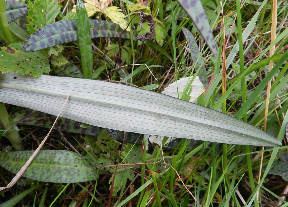 Dactylorhiza maculata - maariankämmekän lehdet ovat alta pilkuttomat ja harmaat tai harmahtavan vihreät. EH, Hämeenlinna, Miemala, Helsingintien (tie 130) laitaoja, 17.7.2012. Copyright Hannu Kämäräinen.