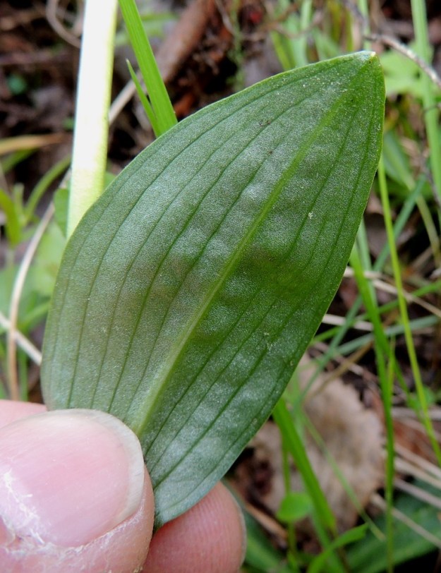 Dactylorhiza viridis (Coeloglossum viride) - pussikämmekän lehdet ovat päältä vihreät ja alta usein harmahtavan vihreät. Ne ovat silposuoniset ja kaljut. Ks, Kuusamo, Liikasenvaara, kylän läpi vievän soratien laide, 14.7.2015. Copyright Hannu Kämäräinen.