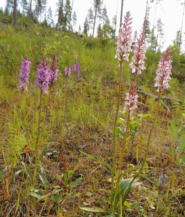 Dactylorhiza fuchsii - kielikämmekän kuvassa oleva pohjoinen kasvupaikka on hyvin toisenlainen kuin edellisessä kuvassa. Laji kasvaa runsaana avohakatun rinteen ja sitä kulkevan metsätien laiteilla. Kasvupaikan alapuolella on kyllä lähteikkösuo, mutta sieltä kielikämmekkää ei löytynyt. PeP, Rovaniemi, Marraskosken ja Patokosken välinen alue noin 5 km Ounasjoesta itään, Ellinjuppo, 16.7.2015. Copyright Hannu Kämäräinen.