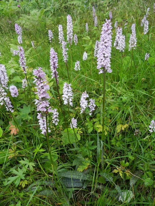 Dactylorhiza maculata - maariankämmekkä on yksi niistä monista lajeista, jotka ovat runsaasti siirtyneet hyödyntämään tienlaitaojia. Näillä avoimina "niittyinä" pysyvillä kaistoilla, joissa vesitalouskin on useimmiten kunnossa, populaatiotiheys näyttää olevan selvästi suurempi kuin muilla kasvupaikoilla. EH, Hämeenlinna, Miemala, Helsingintien (tie 130) laitaoja, 17.7.2012. Copyright Hannu Kämäräinen.
