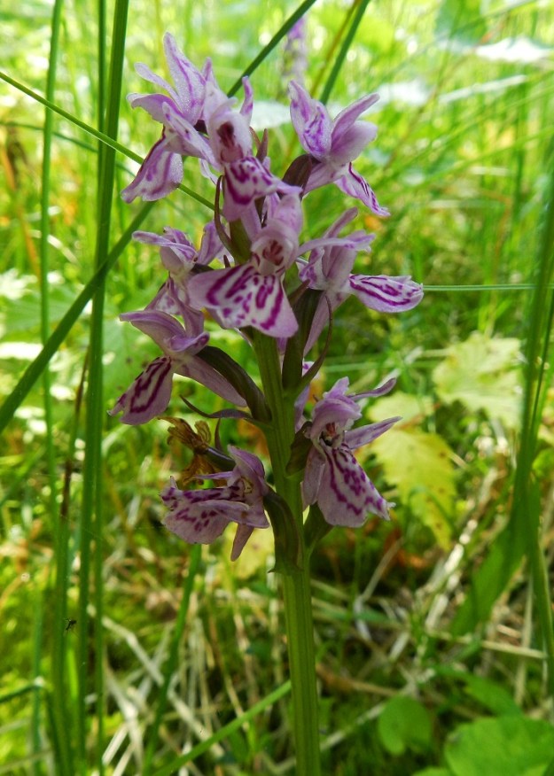 Dactylorhiza traunsteineri - kaitakämmekkä vai tuoreempi risteymä maariankämmekän, D. maculata, kanssa? Kaitakämmekän laaja monimuotoisuus tekee välillä vaikeaksi, ellei peräti mahdottomaksi, varman rajanvedon "puhtaan" kaitakämmekän ja kaitakämmekän sekä muiden liuskakämmeköiden risteymien välillä. Kuvan yksilöllä oli kyllä kapeat lehdet, mutta kukkien väri ja muotokin viittaa maariankämmekkään päin. Kuvan yksilön kasvupaikalla kaitakämmekkä ja hyvin vaalea maariankämmekkä kasvoivat jopa sekakasvustona. Molemmilla on sama kromosomiluku 80, joten risteymäesteet ovat tavallista matalammat. EH, Ruovesi, Siikakangas, Röykkeenneva, pieni lähteikköletto, 1.7.2011. Copyright Hannu Kämäräinen.