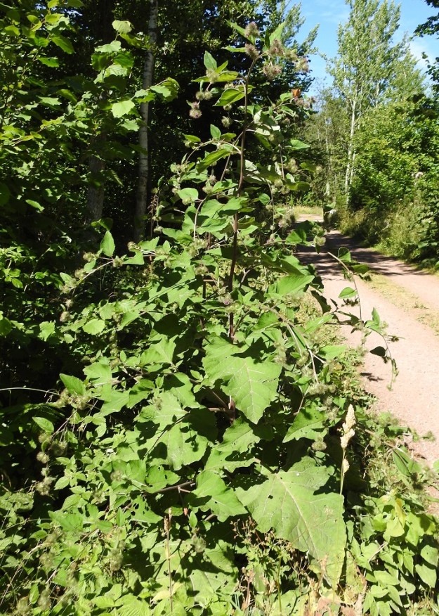 Arctium nemorosum - lehtotakiainen on kaksivuotinen, pysty, vankka ja monihaarainen sekä tavallisesti noin 100-250 cm korkea. A, Lemland, eteläpää, Björkö, Herröskatanin luonnonsuojelualue, lehtometsä, 13.7.2022. Ellei toisin mainita, kuvat ovat tältä samalta kasvupaikalta. Copyright Hannu Kämäräinen.
