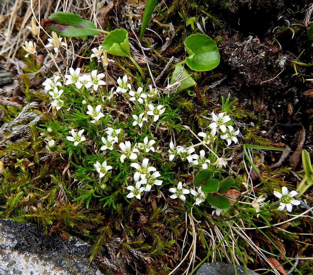 Cherleria biflora - lapinnätä, aikaisemmalta nimeltään Minuartia biflora on monivuotinen, mätästävä ruoho. Mätäs levittäytyy maarajassa suikertavien, juurehtivien varsien avulla, joista haaroo kukkavarsia ja lyhyitä, kohenevia ja kukattomia sekä tiheälehtisiä varsia. EnL, Enontekiö, Kilpisjärvi, Saanan jyrkkä, kivikkoinen koillisrinne lähellä pahtaseinämän tyveä, Saanajärven luoteispään kohdalla, 785 m mpy, 6.7.2018. Copyright Hannu Kämäräinen.