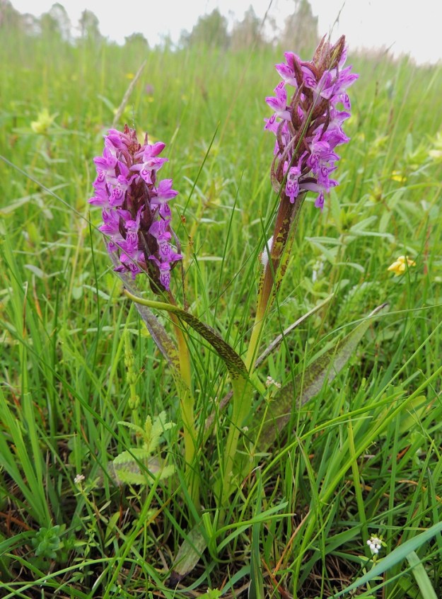 Dactylorhiza incarnata subsp. cruenta - veripunakämmekkä on keskimäärin suopunakämmekkää, subsp. incarnata, lyhyempi ja tavallisesti noin 15-30 cm pitkä. Sen varsi on usein yläosastaan punaruskea ja alempaa helakanvihreä. A, Maarianhamina, Österhamn, Tullarnsäng, luonnonsuojelualue, laaja merenrantaniitty, 9.6.2014. Ellei toisin mainita, kuvat ovat tältä samalta kasvupaikalta. Copyright Hannu Kämäräinen.