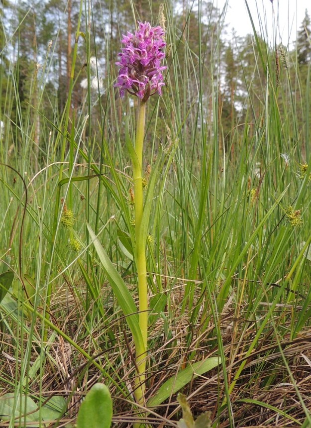 Dactylorhiza incarnata subsp. incarnata - suopunakämmekkä on kaikkein tyypillisimmillään aika kookas, vankkavartinen, pysty- ja kapeahkolehtinen sekä kasvin kokoon nähden aika pienikukkainen. Pituus vaihtelee kuitenkin yleensä välillä 25-50 cm. Kuvassa seuralaisena on mm. keltasara, Carex flava. Ks, Kuusamo, Juuma, Jyrävänjärven pohjoispään itäpuoli, pieni, avoin lettosuo Oulangan kansallispuiston rajalla, 13.7.2015. Copyright Hannu Kämäräinen.