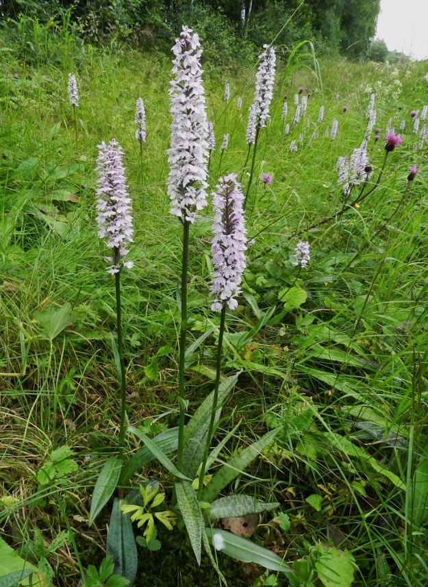 Dactylorhiza maculata - maariankämmekkä on yleensä noin 20-50 cm korkea. Ylimmät varsilehdet eivät tavallisesti yllä lähellekään kukintotähkää. Näyttäisi myös siltä, että ainakin eteläisessä Suomessa ja erityisesti tienvarsilla kämmekät ovat usein hyvin vaaleakukkaisia. Valaistuksesta riippuen kukintotähkä näyttää valkoiselta tai punertaa vienosti. EH, Hämeenlinna, Miemala, Helsingintien (tie 130) laitaoja, 17.7.2012. Copyright Hannu Kämäräinen.