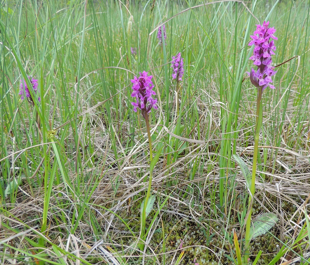 Dactylorhiza traunsteineri - kaitakämmekän D. lapponica -tyyppi on selvästi reheväkasvuisempi ja kookkaampi Kuusamon letoilla kuin pohjoisempana Lapissa, jossa se yleensä on pieni ja hentoinen. Ks, Kuusamo, Juuma, Jyrävänjärven pohjoispään itäpuoli, pieni, avoin lettosuo Oulangan kansallispuiston rajalla, 13.7.2015. Copyright Hannu Kämäräinen.