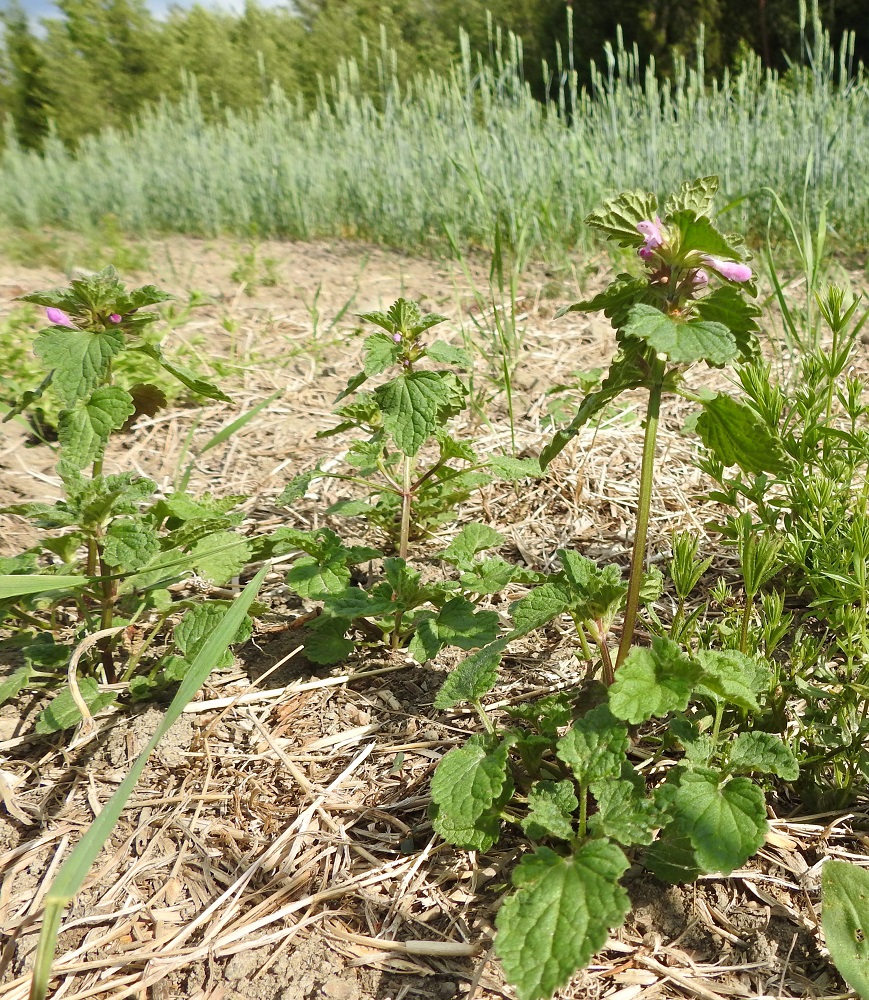 Lamium confertum - välipeippi on Suomessa muinaistulokas, jonka voi sanoa olevan yleinen vain Varsinais-Suomen eliömaakunnassa. Useampia havaintoja siitä on tehty myös Uudenmaan ja Etelä-Hämeen eliömaakunnissa. Yksittäisiä hajahavaintoja on Oulun Pohjanmaan ja Kainuun eliömaakuntiin saakka. Kasvupaikkoina ovat lähinnä pellot, puutarhat, pihat, pientareet ja joutomaat sekä maankäsittelyalueet. V, Kemiönsaari, Västanfjärd, Jerikontien länsipuolella oleva Norrlammalan entinen kalkkikaivosalue, Pappilan (Prästgård) louhoslammikoiden länsipuolella oleva peltoalue, matalan kalliopaljastuman laide, 11.7.2023. Koko kuvasarja on samalta kasvupaikalta. Copyright Hannu Kämäräinen.