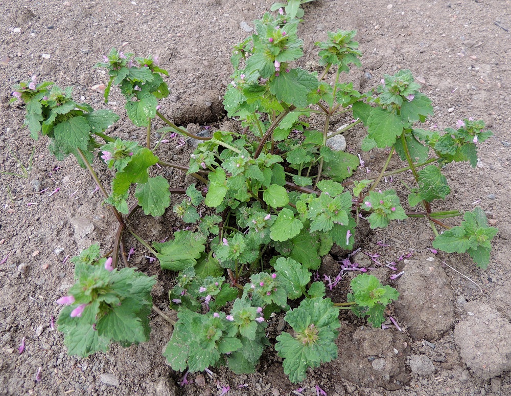 Lamium hybridum - liuskapeippi voi muun kasvillisuuden seassa ja tukemana venyä noin 40 cm korkeaksikin. Tyypillisimmillään se kuitenkin haaroo tyvestä alkaen ja haarat nousevat kohenevasti tai lamoavat joka suuntaan. U, Helsinki, Arabianranta, Toukolan rantapuisto, Kyläsaaren aidan ja puiston välinen joutomaa-alue, 10.8.2013. Copyright Hannu Kämäräinen.