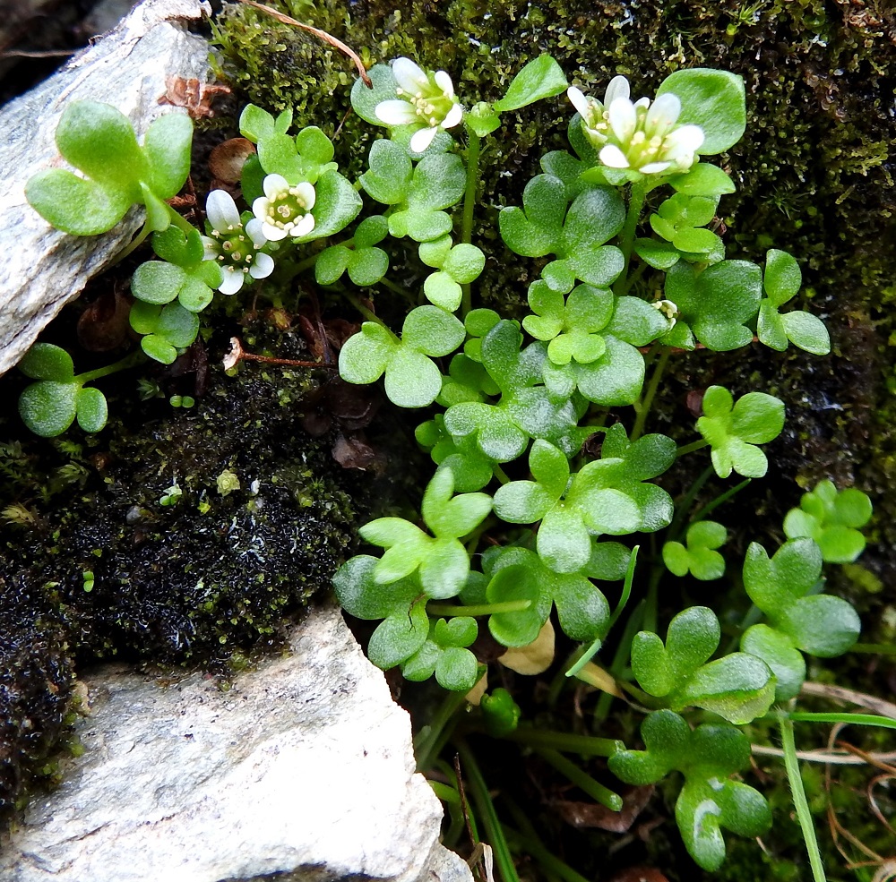 Saxifraga rivularis - purorikko on monivuotinen, hento ja hauras sekä kohenevasti monivartinen ruoho, Sen juurakko on lyhyt ja rönsyämällä pieniä kasvustoja muodostava. EnL, Enontekiö, Kilpisjärvi, Saanan loivahkon luoteisrinteen keskiosa, rinteen poikki kulkeva, matalahko, tihkuvetinen kallioseinämä, 720 m mpy, 18.7.2023. Koko kuvasarja on samalta kasvupaikalta. Copyright Hannu Kämäräinen.