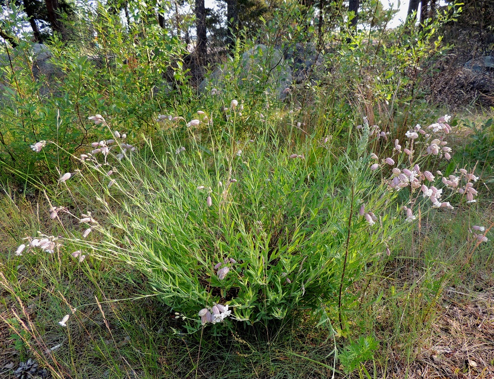Silene vulgaris subsp. vulgaris var. litoralis - suomenlahdennurmikohokki on nimensä mukaisesti alkuperäinen Suomenlahden rannikon merenrannoilla. Se muodostaa haarovan juurakkonsa avulla usein tiiviitä, laajahkoja kasvustotuppaita, joista varret kohenevasti kaartuvat ylöspäin. U, Helsinki, Kallahti, Kallahdenniemi, laaja, hiekkainen merenranta-alue, 8.7.2013. Koko kuvasarja on samalta kasvupaikalta. Copyright Hannu Kämäräinen.