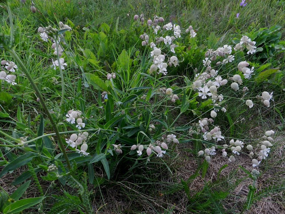 Silene vulgaris subsp. vulgaris var. vulgaris - ahonurmikohokki on tavallisesti monivartinen, sinertävän vihreä ja kukinnoltaan harsuhko. EH, Hattula, Parola, Alppilanmäki, Hattulantien laitaruohikko, 25.7.2011. Copyright Hannu Kämäräinen.