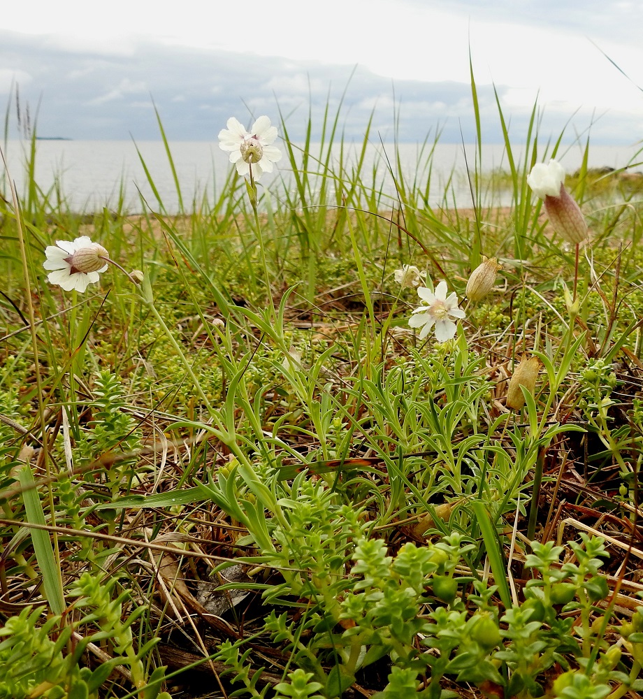 Silene uniflora - merikohokki on monivuotinen ja monivartinen sekä tavallisesti noin 10-30 cm korkea. Se kasvaa merenrannoilla harvinaisena tai yleisehkönä Ahvenanmaalla ja Pohjanlahden rannikolla Varsinais-Suomen eliömaakunnasta Perä-Pohjanmaan eliömaakuntaan saakka. Kuvassa seuralaislajina on mm. suola-arho, Honckenya peploides. OP, Ii, Taipale, Merihelmi, merenrannalla olevan leirintäalueen hiekkaranta, 21.7.2023. Koko kuvasarja on samalta kasvupaikalta. Copyright Hannu Kämäräinen.