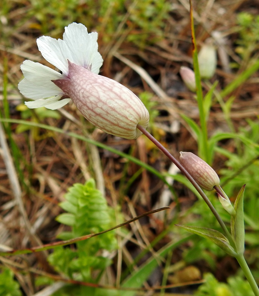 Silene uniflora - merikohokin kukan verhiö on yhdislehtinen, kellomainen tai pullean pyöreämuotoinen ja pyöreätyvinen. Se on kärkihampaineen yleensä noin 15-20 mm pitkä ja noin 10-14 mm leveä. Kärkihampaita on viisi ja ne ovat kolmiomaiset sekä noin 3-4 mm pitkät. Verhiön pohjaväri on yleensä punertava tai vihertävä. Pitkittäisiä pääsuonia on yleensä 20. Lisäksi verhiö on tiheään verkkosuoninen. 21.7.2023. Copyright Hannu Kämäräinen.