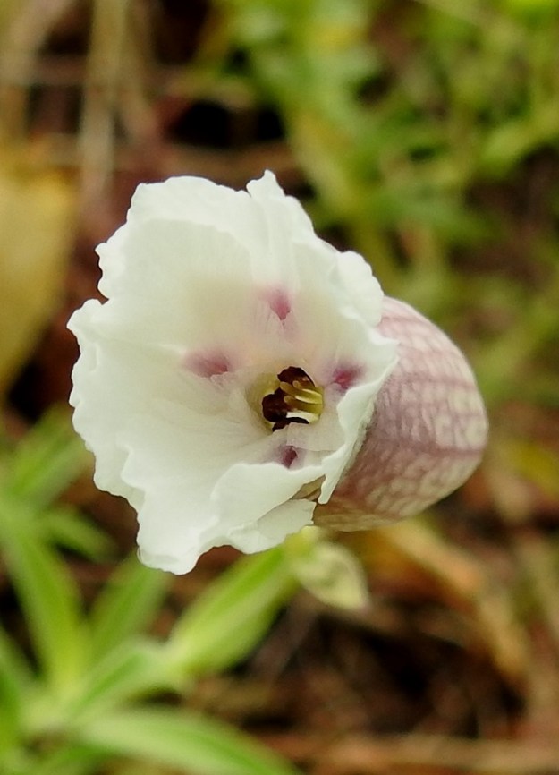 Silene uniflora - merikohokin avautuvassa teriössä terälehdet ovat niin tiiviisti lomittain, että niiden lukumäärän havaitseminen vaatii lähempää tarkastelua varsinkin, kun niiden pää on kaksiliuskainen. Teriön nielussa näkyvät kasvuaan odottavat heteiden tummat ponnet ja vaaleat emin luotit. 21.7.2023. Copyright Hannu Kämäräinen.